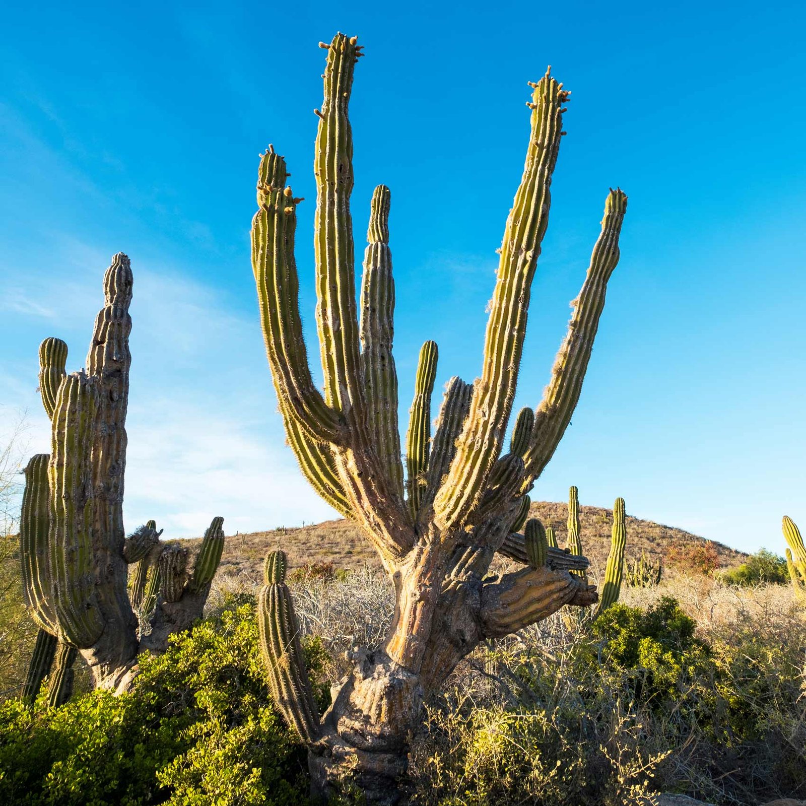 Vos Envies Voyages : Le Mexique : culture vibrante et plages idylliques