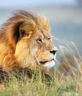 L'Afrique du Sud : un safari dans les parcs nationaux