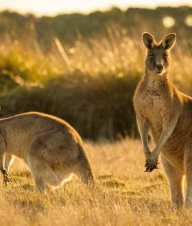 Vos Envies Voyages - L’Australie : un continent aux multiples facettes