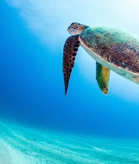 Vos Envies Voyages - Les Bahamas : luxe et nature préservée