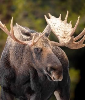 Vos Envies Voyages - Le Canada : un royaume de nature et de grands espaces