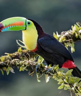 Vos Envies Voyages : Le Costa Rica : paradis pour les amoureux de nature