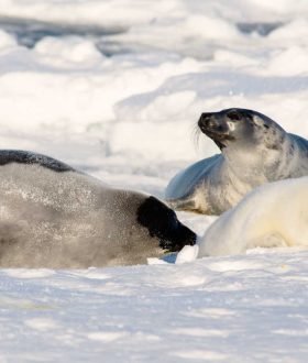 Vos Envies Voyages - Le Groenland : un voyage au cœur de l’Arctique
