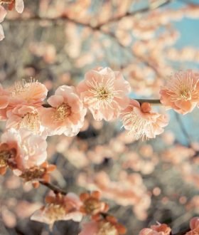 Vos Envies Voyages : Le Japon : entre tradition et modernité