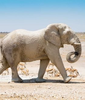 Vos Envies Voyages : La Namibie : des paysages désertiques spectaculaires