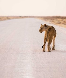 Vos Envies Voyages : La Namibie : des paysages désertiques spectaculaires