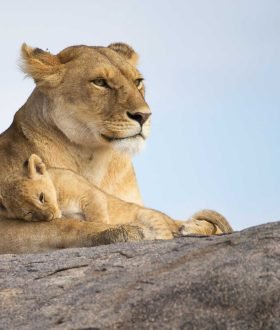 Vos envies voyages : La Tanzanie et le Kenya : entre safaris et plages idylliques