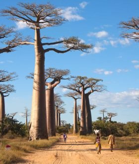 Vos Envies Voyages : Madagascar, La Réunion, les Seychelles : les îles du rêve
