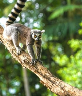Vos Envies Voyages : Madagascar, La Réunion, les Seychelles : les îles du rêve