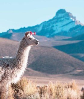 Vos Envies Voyages : Le Pérou : à la découverte des Incas